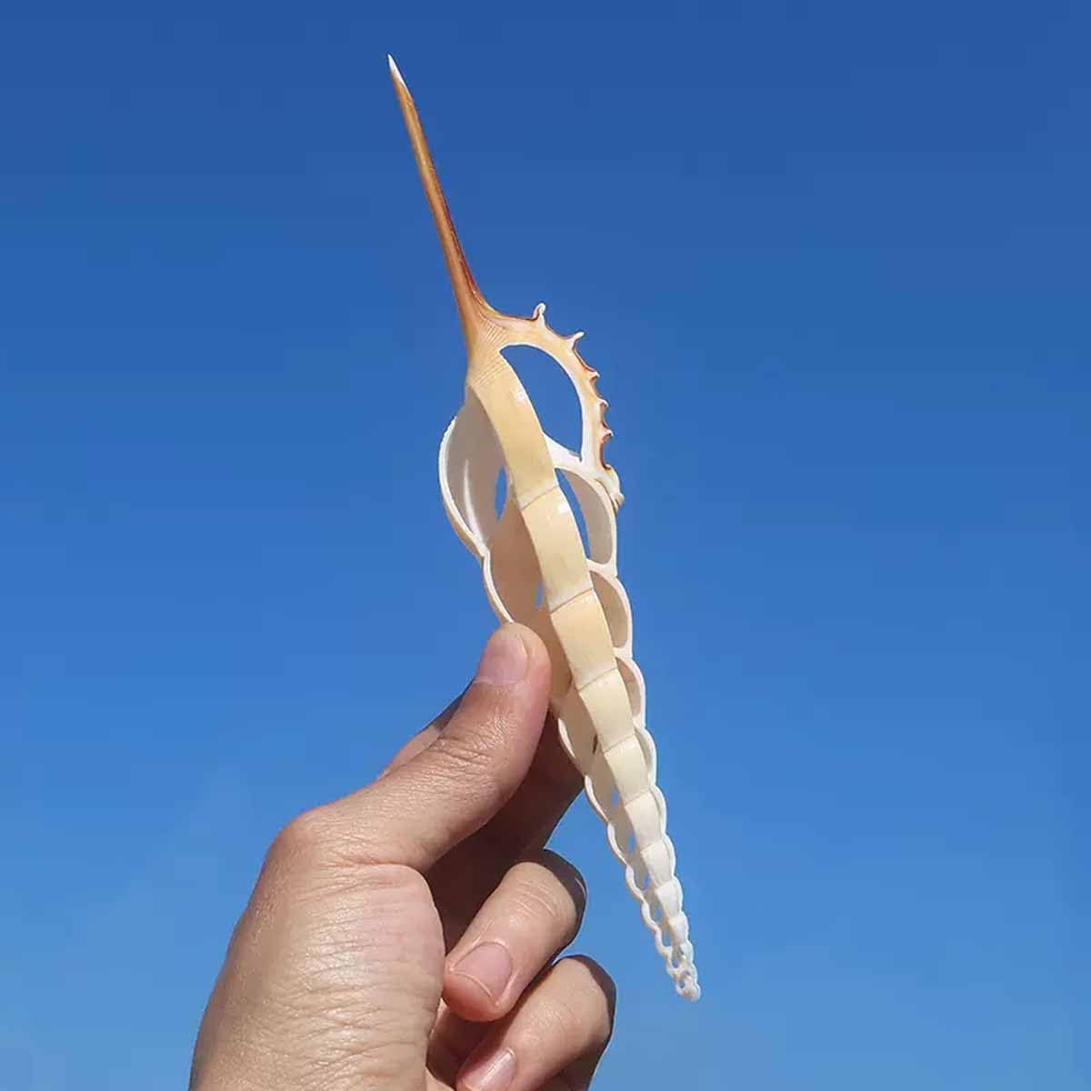 Muszla, Ślimak długonosy 15~19 cm na dekoracje ślubne impreza tematyczna