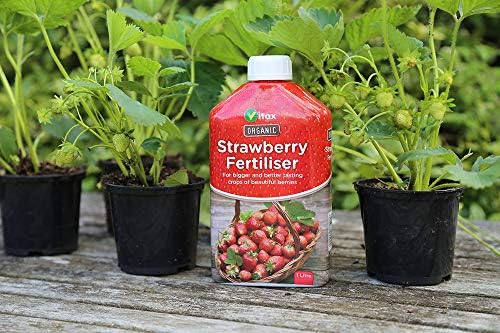 Vitax 1L Organic Liquid Strawberry Feed