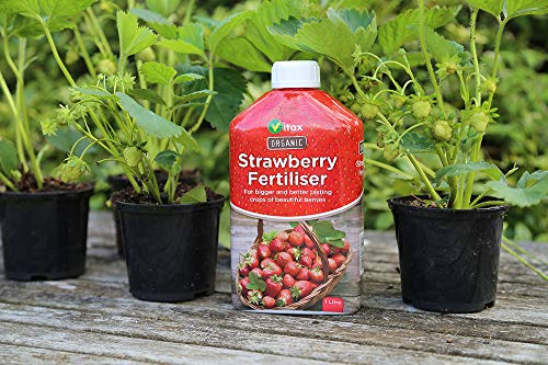 Vitax Organic Strawberry Feed Liquid Fertiliser,