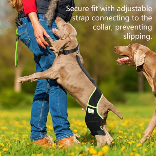 Image of Dog Knee Brace for Hind Legs with Extra Collar & Strap - Relieves Joint Pain & Discomfort, Enhances Mobility | Supports Recovery from Osteoarthritis, Torn ACL /CCL, Luxating Patella | Adjustable (L)
