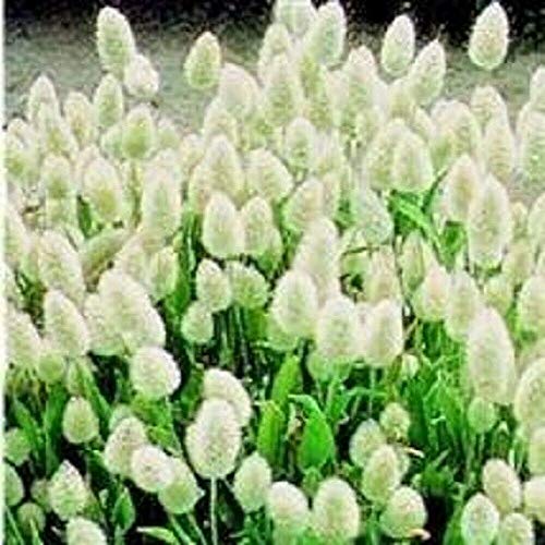 Grasses - Lagurus Ovatus, Hare's Tail Grass - 1000 Seeds