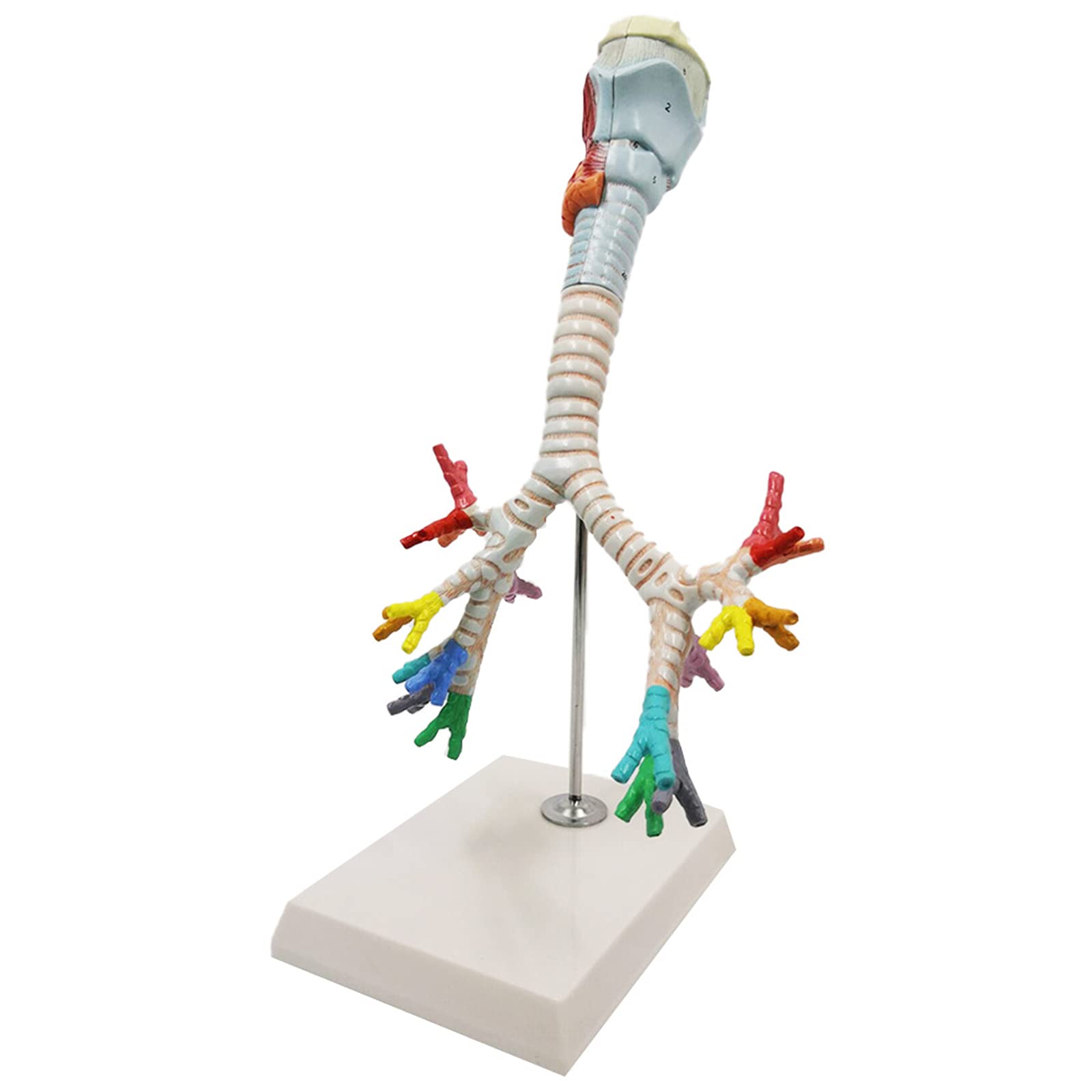 Anatomiemodelle, Kehlkopf, Bronchien, Lunge, Anatomie, Menschliche