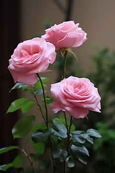 GreenEarth Beautiful Hybrid All Time Pink Colour Rose Flower Plant,Golapi Golap (Grafted) Big Size "Special Variety" : Amazon.in: Garden & Outdoors