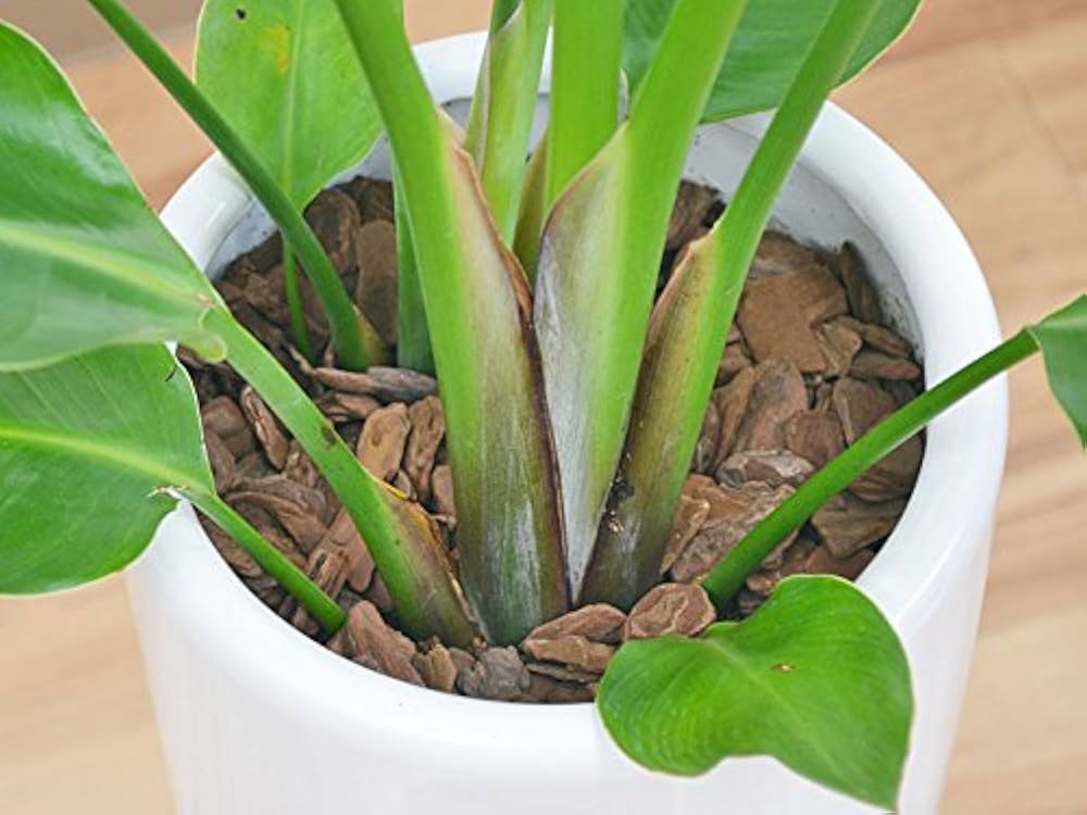 観葉植物　ストレッチア　引き取り希望　2m ストレリチア 庭があっても観葉植物は欲しい。 - 庭と家