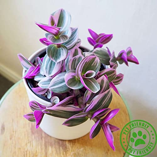Tradescantia Nanouk Live Plant for Indoor | Different Houseplants in 4\'\' & 6\'\' Pot | Real House Plant for Living Room, Office, Desk & Bathroom | Tradescantia albiflora Nanouk