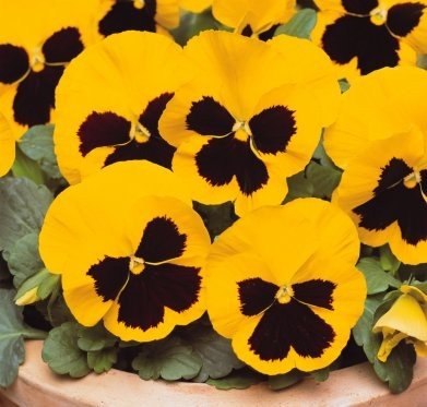 lot de 50 graines de pensée des jardins à grandes fleurs suisse jaune fleur comestible envoi rapide sous 48h