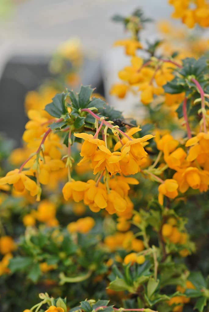 Suttons Berberis ‘Nana’ Garden Dwarf Hardy Shrub, Barberry Flowering Evergreen, Easy to Grow & Low Maintenance Thorny Bush. Potted Plants, for Small Gardens, Patio’s, & Containers (1 x 3.5 Litre Pot)