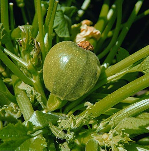 Vegetable COURGETTE Tondo CHIARO DI Nice 35 Seeds