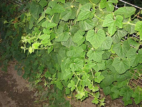 VietFA 7 Kiwano Melon SẸẸDS for Plạnting - Thumbnail 2