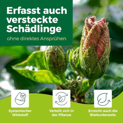 PROTECT GARDEN Lizetan Plus Schädlingsfrei AF, Blattlausfrei, Blattläuse und Schädlinge bekämpfen an Zierpflanzen, Rosen, Obst und Gemüse… – Ansicht 4