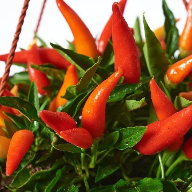 Pimiento Jalapeño Natural Planta Ideal para Descubrir el Placer de Cultivar tus Propias Verduras