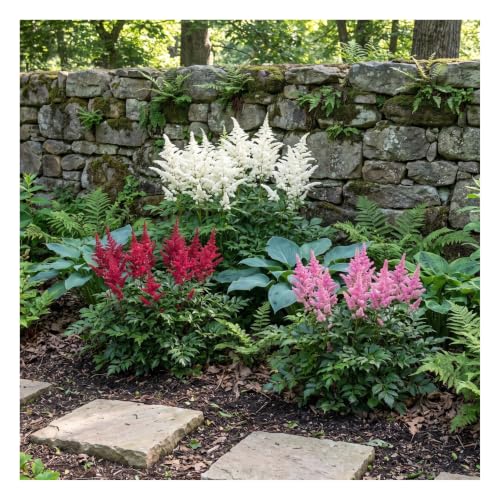 3er Set Prachtspiere - Astilbe arendsii 