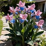 Canna Rhizome/Canna Gartenbepflanzung&Elegante Rhizome-Blühende Rhizome-Winterhart Rhizome-Landschaftsgestaltung-1Rhizome-D