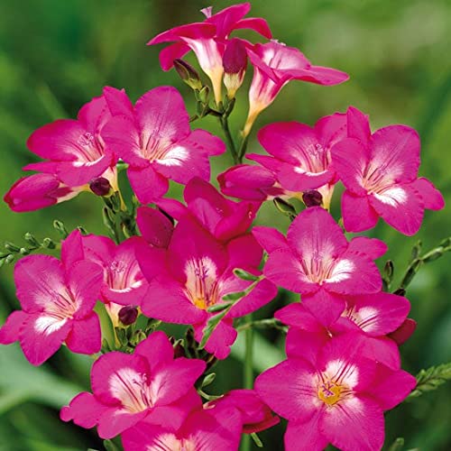 Freesia Pink Flower Bulbs Pack of 10 bulbs for Pots, Easy To Grow, Suitable For Any Soil by ANGIOOUTLETS.
