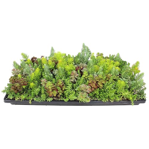 Non-Toxic 10 in. x 20 in. Sedum Groundcover Mat, Live Succulents, Pet Friendly Plants for Cats & Dogs, Drought Resilient, Hardy Stonecrop for Landscaping, Easy Care