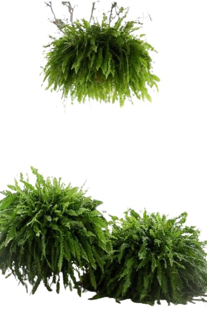 Helecho Colgador XXL Natural Una Planta Colgante de 50cm de Altura