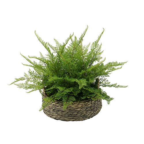 House of Silk Flowers Faux Fern in Seagrass Tray Basket (Lace Fer...