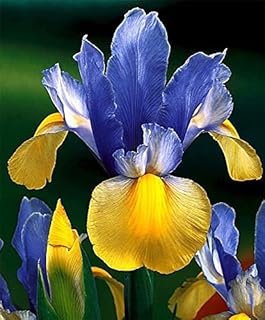 Radha Krishna Agriculture™ Imported Iris flower bulbs, mix colour for Home Gardening Plants Flowering Bulbs (Pack Of 3)-picture-16
