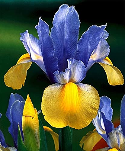 Radha Krishna Agriculture™ Imported Iris flower bulbs, mix colour for Home Gardening Plants Flowering Bulbs (Pack Of 3) (B0989T4LT1) Amazon Price History, Amazon Price Tracker