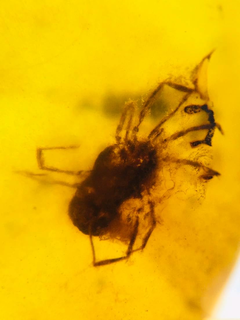 Burmese burmite Cretaceous Beautiful Tick Insect Fossil Amber Myanmar