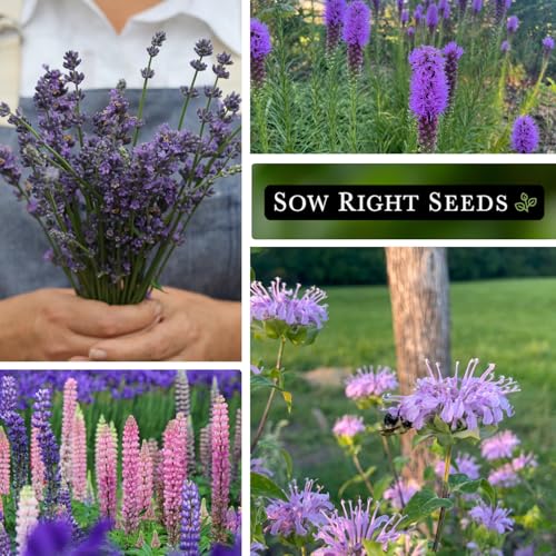 Sow Right Seeds - Bee Seed Collection for Planting - Bergamot, Gayfeather, Lavender and Lupine - Seed Kit for Pollinators - Non-GMO Heirloom with Instructions to Plant & Grow - Makes a Great Gift - Image 4