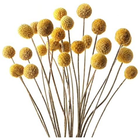 Songjum Dried Billy Balls Bouquet Cover