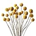 20 PCS Billy Balls Flowers Dried Golden Ball Flower Bouquet Dried Craspedia Globosa Decor for DIY Crafts Wreath Home Decor Cake Decor Wedding Decor Party Centerpieces Decor (Golden)