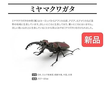 ガシャポン　いきもの大図鑑　くわがた　ミヤマクワガタ ミツオビアルマジロ　セット いきもの大図鑑 くわがた07 | ナムコパークス オンラインストア