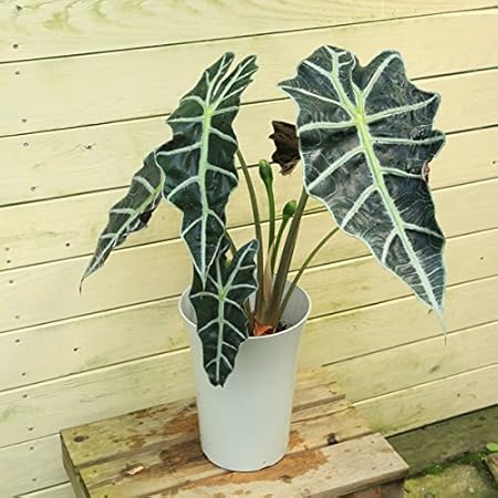 Amazon 観葉植物 アロカシア ポリー アローカシア 観葉植物 オンライン通販