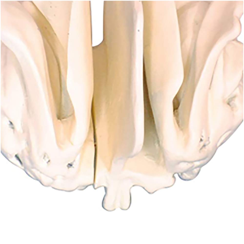 Modello Di Amplificazione Dell'Osso Del Setaccio Della Testa Del Cranio - Modello Dell'Osso Del Setaccio - Modelli Scientifici Anatomici Della Testa Del Cranio Medico - Per La Visualizzazione Dello S