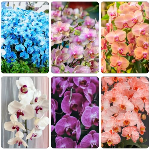 Phalaenopsis perenni resistenti riverdimento tetti interni esotici primavera acquistare semi orchidee foglia perenne 225pcs