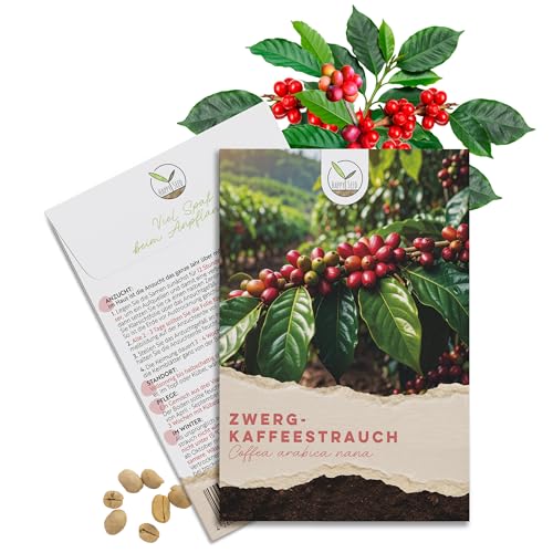 Kaffee Samen (Coffea arabica nana, 8 Korn) - Immergrüner Zwergkaffee Strauch mit wunderschönen Blüten für die Anzucht von eigenen Kaffeebohnen