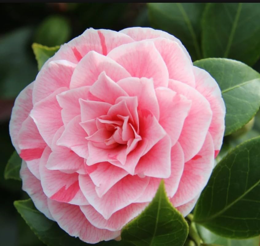 Oiholo rear pink mix hybird Camellia Camellia Peppermint Flower Plant (Camellia Japonica La Peppermint Flower Tree & PLant Home and graden