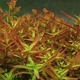 Rotala sp. Yao Yai - Rarité - 3 frettes
