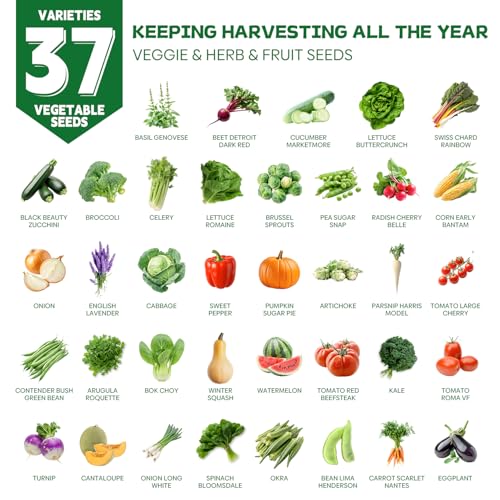 Groundio 40,000+ Heirloom Seeds Kit, 37 Vegetable Seeds Individual Pack - Non GMO for Planting Vegetables, Fruit and Herbs, Outdoor Garden Seeds for Indoor & Outdoor Garden Planting - Image 2