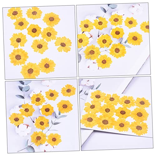 Flores secas margarita reales 24 piezas para manualidades miniatura 3