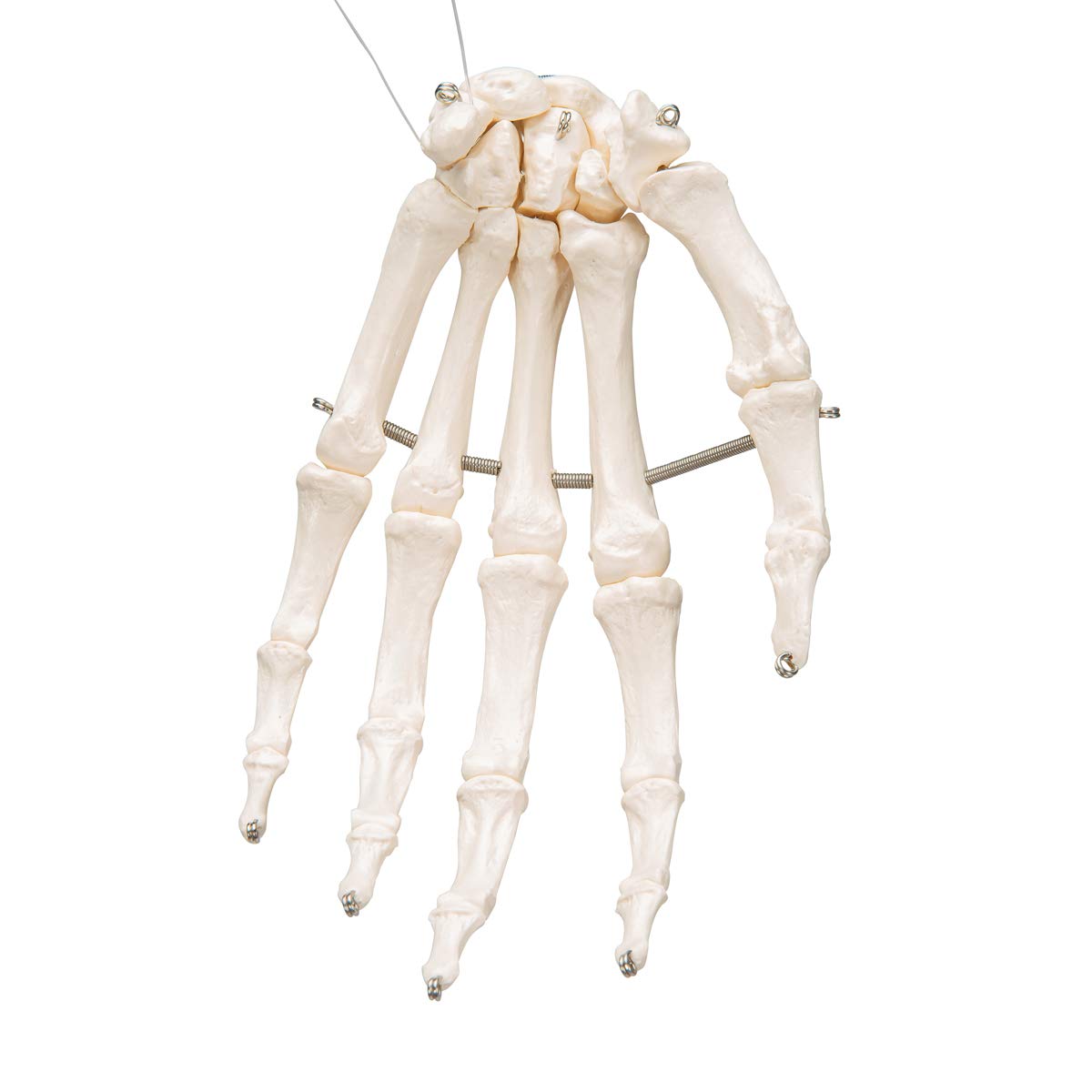 3B Scientific A40/L, A40/R Scheletro della Mano su Filo Metallico + software gratuito di anatomia - 3B Smart Anatomy