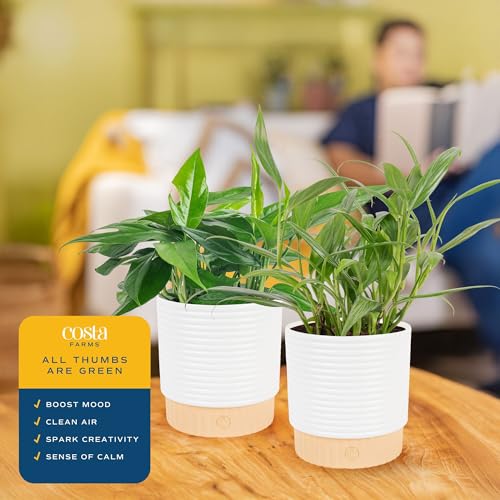 Image of Costa Farms Live Pothos Plants in Decorative Pots, Easy to Maintain Vining Plant, Air Purifying Indoor Houseplants, Room or Office Decor, House Warming Gift, 12-14 Inches Tall, Pack of 2
