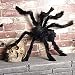 COOLJOY 1PCS 35 INCH Halloween Decorations Virtual Realistic Hairy Spider Kids' Party Favor Sets