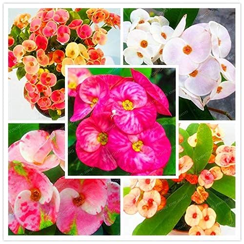 GGOOT100pcs Little Bluestem Ornamental Grass Plant Seeds