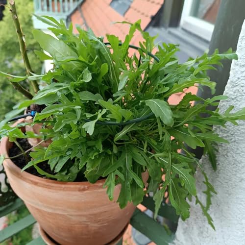 semi di rucola perenni - giardino resistenti invernali interno copertura del terreno 800pcs