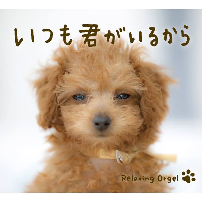 【中古】 君がいるから/ＣＤシングル（１２ｃｍ）/GNCA-7911 君がいるから/CDシングル（12cm）/GNCA-7911