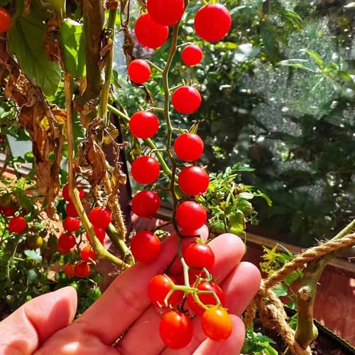 semillas de Tomate grosella, variedades exóticas de tradicionales plurianual elevado balcón 200pcs