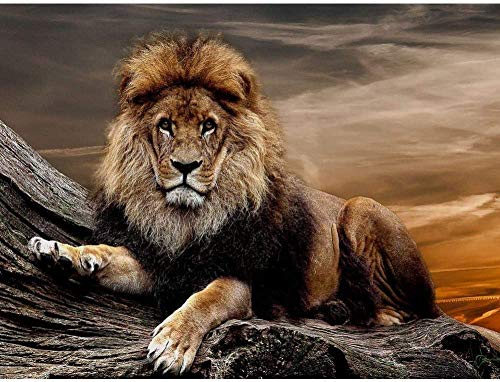5D Diamond Painting DIY Arts Crafts Home Wall Decor Full Circle Diamond and Diamond Painting Set for Adults and Children, Household Wall Decoration Lion and Hovering Mountain Road Diamond Embroidery