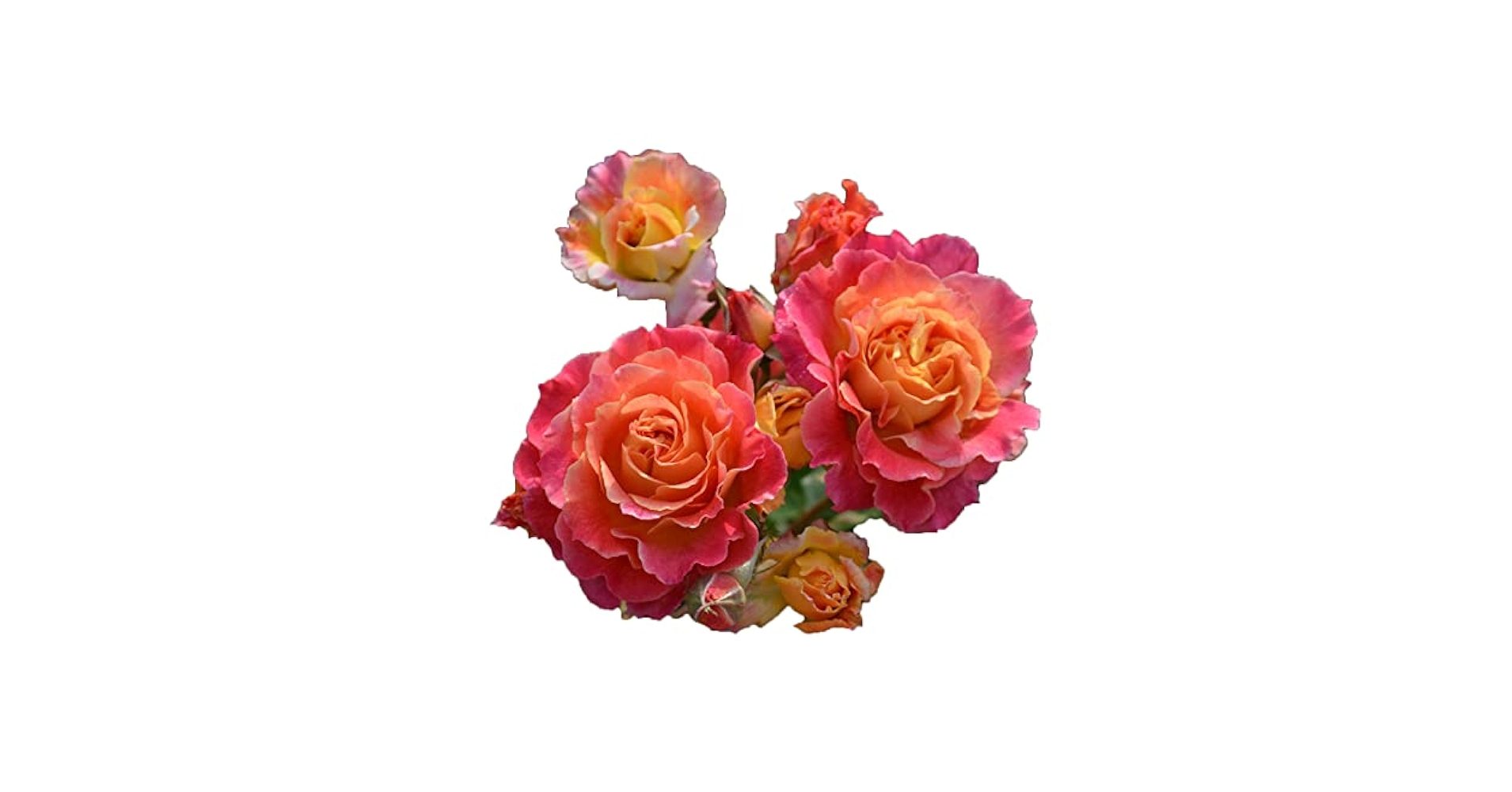 Amazon.co.jp: バラ苗 【シャルール】 (大苗裸苗) フロリバンダ