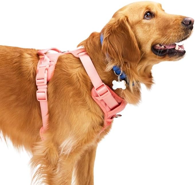EveryYay by Petco Full Dog Harness Pink Large