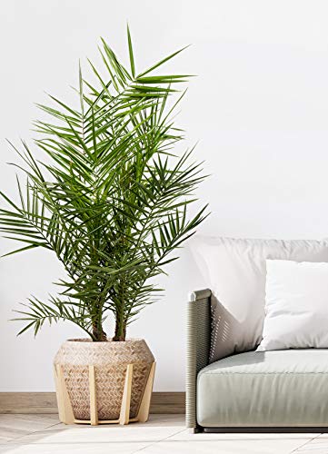 Phoenix 'Canariensis' per 2 stuks | Canarische dadelpalm - Winterhard - Buitenplant in kwekerspot ⌀15 cm - ↕60-70 cm - Afbeelding 7