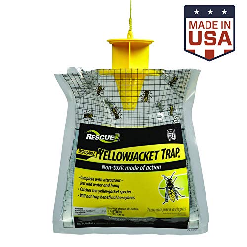 Best Wasp Traps