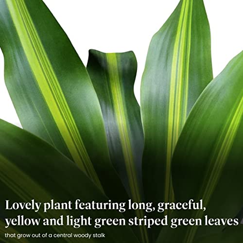 American Plant Exchange Dracaena Mass Cane ‘Corn Plant’ – Live 6-Inch Potted Indoor Houseplant, Low-Maintenance Air-Purifying Plant for Home, Office & Low-Light Spaces American Plant Exchange Dracaena Mass Cane ‘Corn Plant’ – Live 6-Inch Potted Indoor Houseplant, Low-Maintenance Air-Purifying Plant for Home, Office & Low-Light Spaces