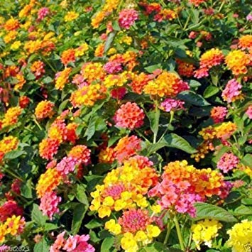 30 Lantana camara, Spanish Flag , West Indian Lantana , Lava Seeds